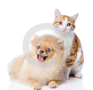 Orange cat and dog. dog looking at camera.