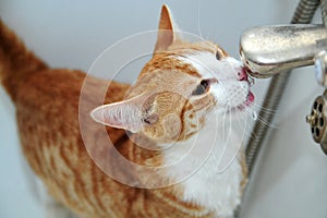 Orange Cat Drinking Water