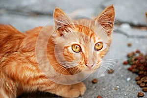 Orange cat eat granule photo