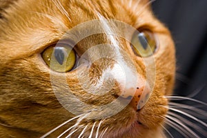 Orange Cat eye