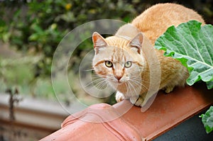 An orange Felis Catus cat on the wall of the house photo