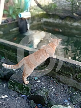 orange cat by the fish pond
