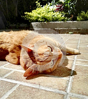 Orange cat in flower garden