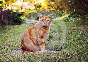 Orange cat in the garden