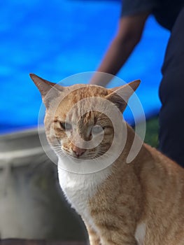 orange cat garden guard chili background