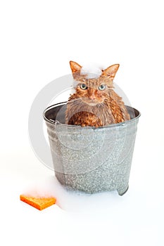 Orange Cat Getting a Bath in a galvanized Bucket