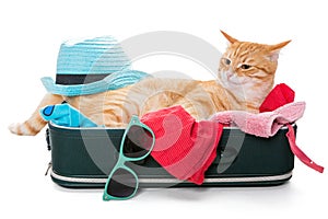 Orange cat lay on a suitcase