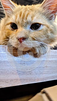 An orange cat lazing around while looking at its master