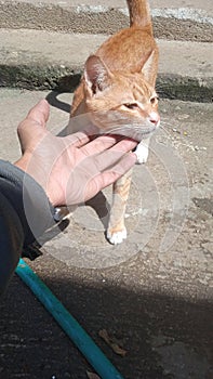 orange cat leering while basking in the sun