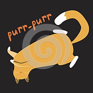 An orange cat lies on its back and lettering with the text purr-purr is isolated on a black background for design, a Scandinavian photo