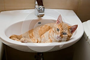 Orange cat lies in the laver