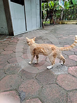 Orange cat looking for friends