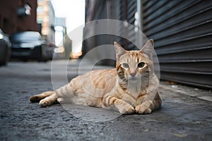 Orange cat lounges comfortably on the urban streets