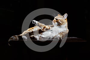 Orange Cat Lying Down on black background