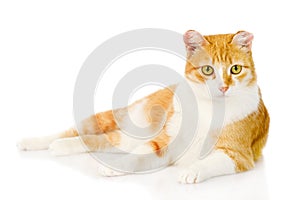 Orange cat lying in front. on white background