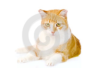 Orange cat lying in front. on white background