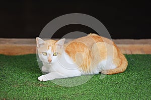 Orange cat lying on green floor - white and red cat asian