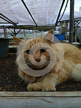 arange cat