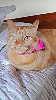 Orange cat lying on the pink bed