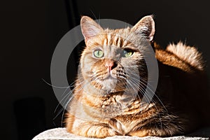 Orange cat mixed breed; half Persian with green eyes illuminated by bright sun; dark background