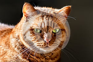 Orange cat mixed breed; half Persian with green eyes illuminated by bright sun; dark background