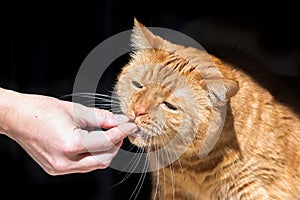 Orange cat mixed breed; half Persian taking a piece of kibble from a hand; dark background
