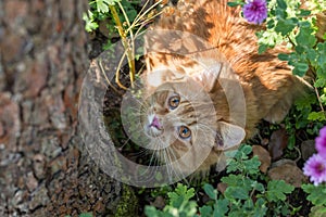 Orange cat outdoor in nature in green grass and flowers in garden