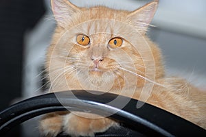 Orange cat playing on the motorcycle in front of the house