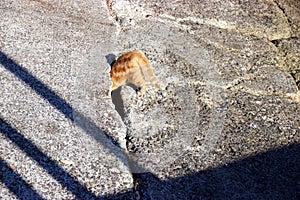 Orange cat poking head into hole in concrete ramp