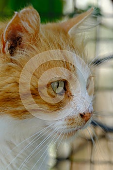 Orange cat protrait