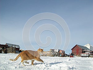 Orange cat on the prowl at Old farm on snow