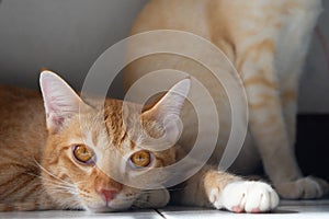 Orange cat is relaxing in the house