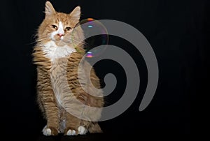 An orange cat with a single soap bubble