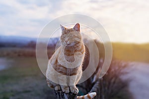 An orange cat sits on a fence at sunset. The concept of summer, happiness, pleasure, relaxation. Rural landscape