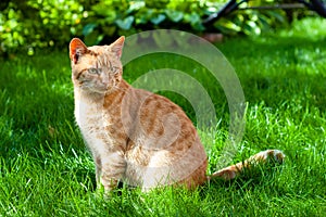 Orange cat sits on a green lawn. Close up portrait