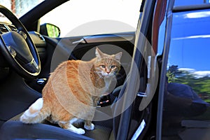 Orange cat sitting on drivers place in car. Kitten driver