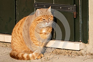 An orange cat sitting in front of a green door in the sun