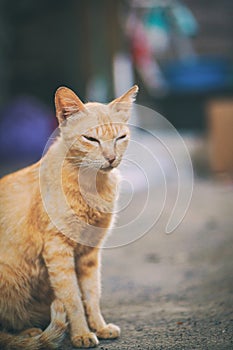 Orange cat sitting with his eyes closed