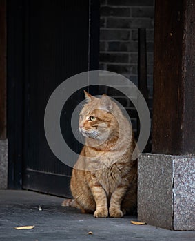 orange cat sitting next to a doorway on the sidewalk in front of a black door