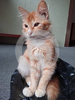 orange cat sitting on a plastic bag photo