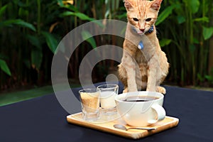 Orange cat sitting on the table and looking to coffee. There are coffee, sugar and milk on wood tray on the table.