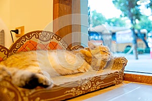 Orange cat sleep and relax on cat bed near glass window in the house in concept of relax time and resting after work