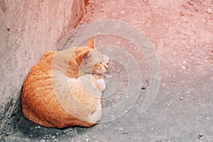 Orange cat sleeping on the floor at home