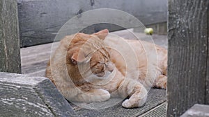 Orange cat sleeping on porch