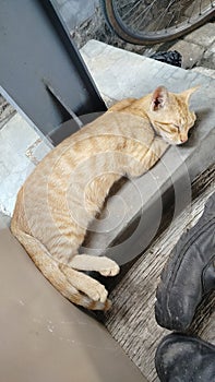 An orange cat is sleeping soundly on a coaster photo