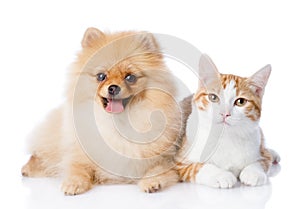 Orange cat and spitz dog together.