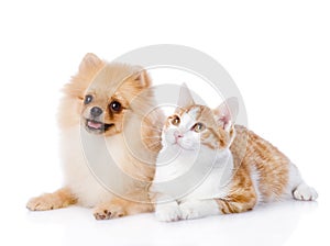 Orange cat and spitz dog together. looking up. isolated on white