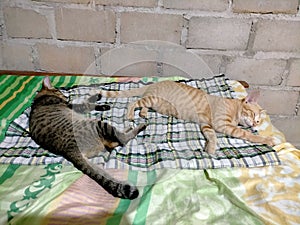 the orange cat and the striped black cat are sleeping peacefully