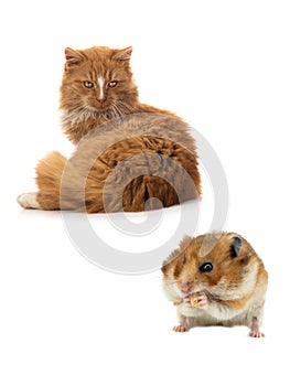 Orange cat and syrian hamster isolated on white background