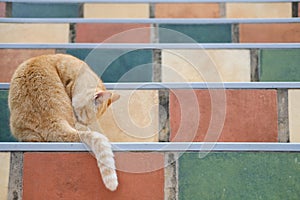 Orange cat tabby feline licking grooming on stairs